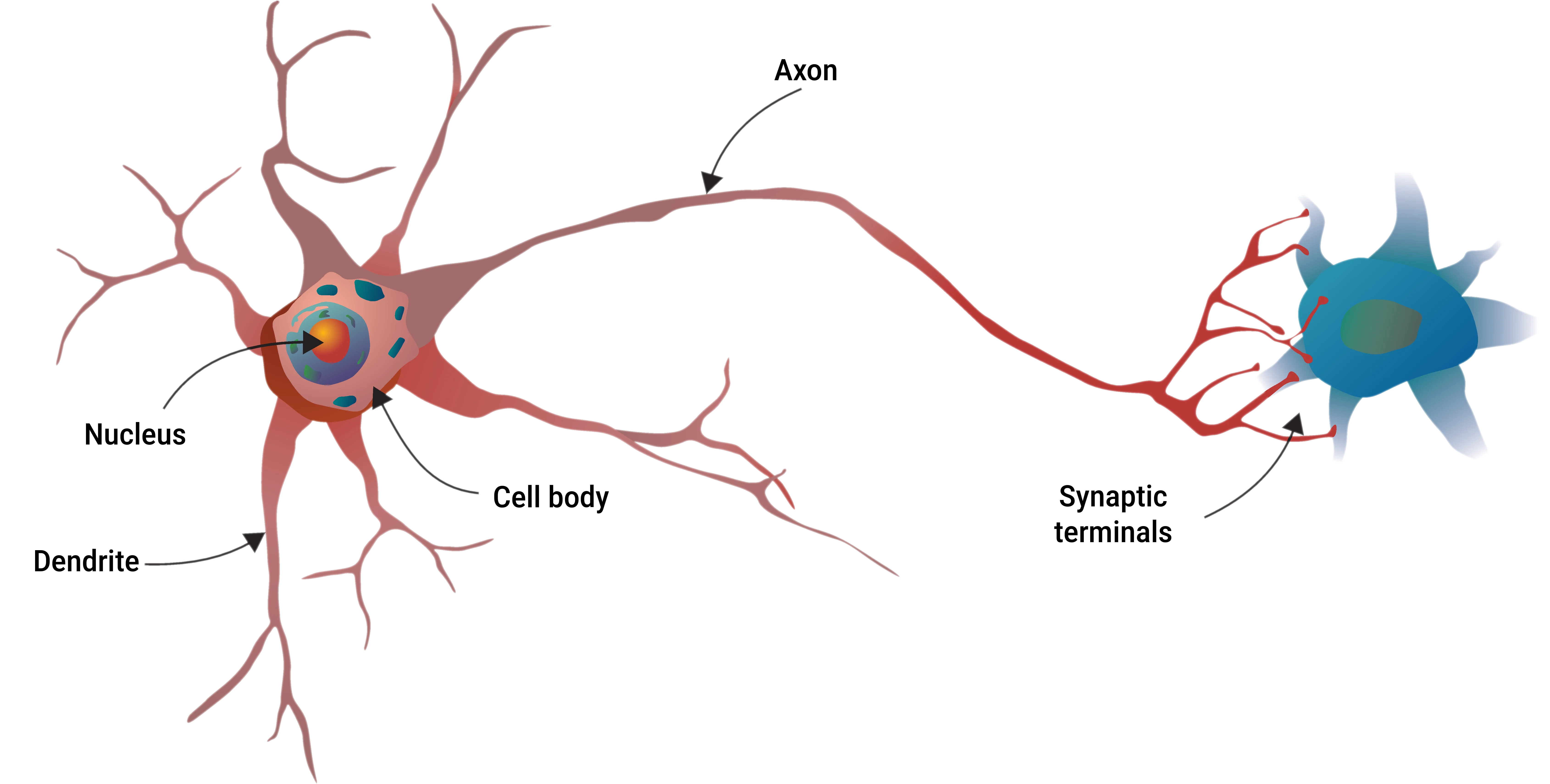 A simplified biological neuron